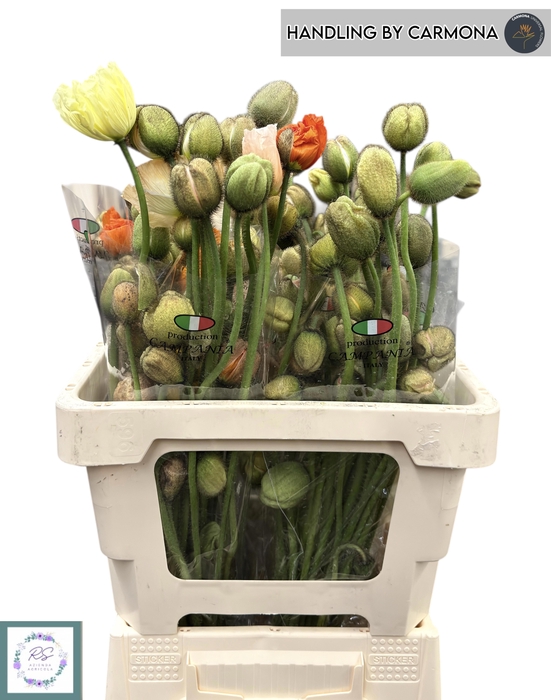 <h4>PAPA NU S POP GEM</h4>