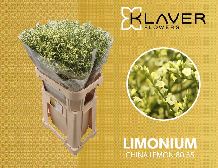 Lim Sin China Lemon