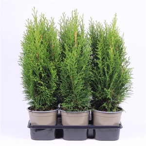 Thuja occidentalis 'Smaragd'