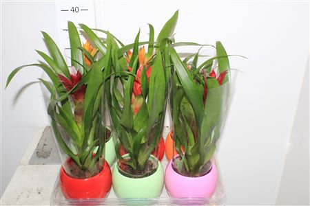 <h4>Guzm Gem Ceramic</h4>