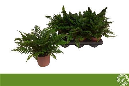 Polystichum Tsussime