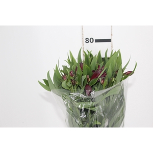 ALSTROEMERIA POMPEII 080 CM