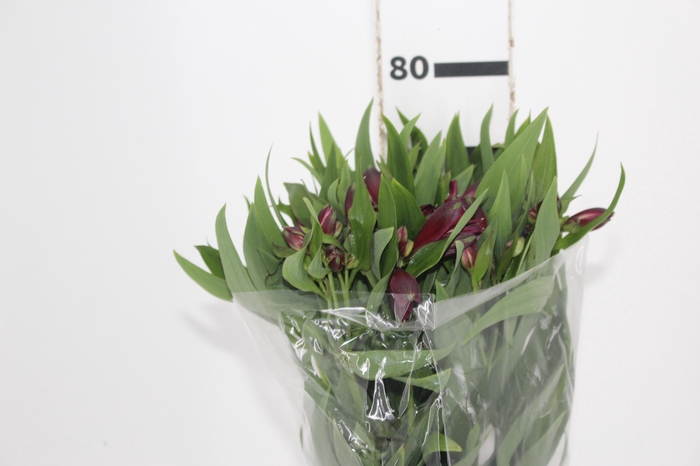 <h4>ALSTROEMERIA POMPEII 080 CM</h4>