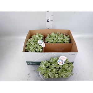 Crassula   ...