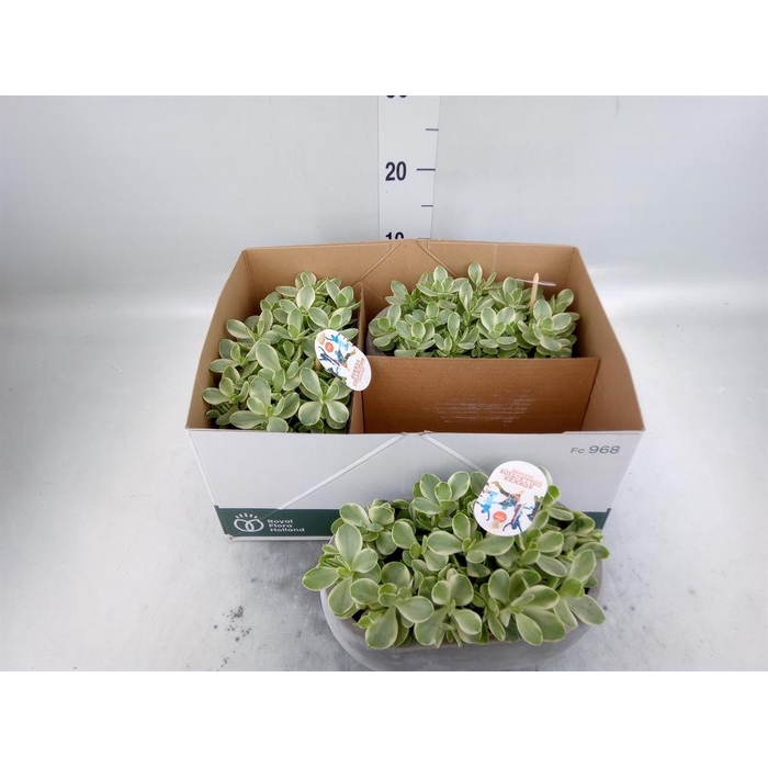 <h4>Crassula   ...</h4>