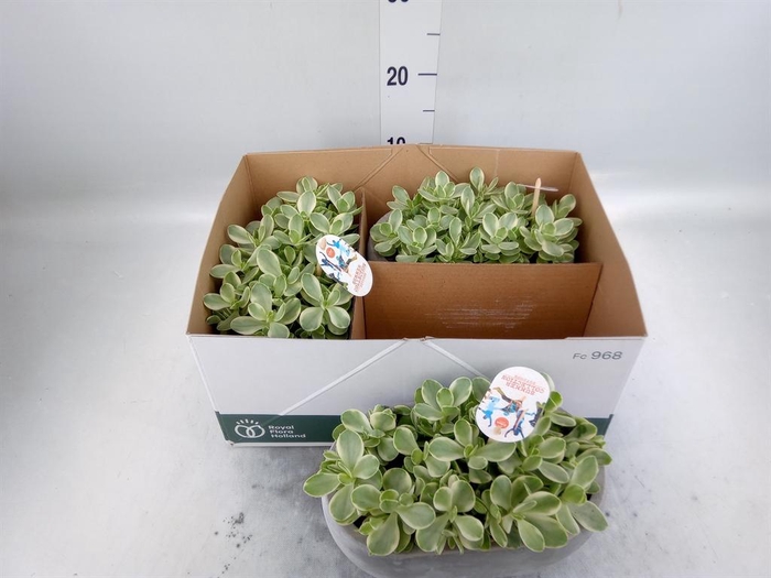 <h4>Crassula   ...</h4>