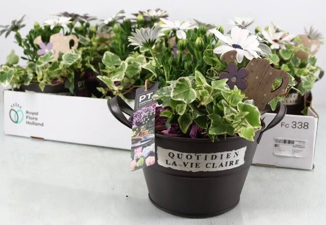 <h4>ARR TUINPLANTEN</h4>