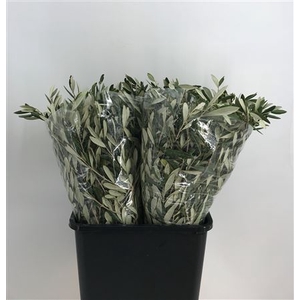 Olea Europaea 200g