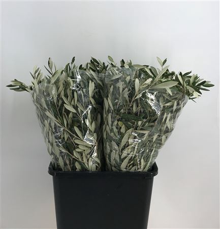 <h4>Olea Europaea 200g</h4>