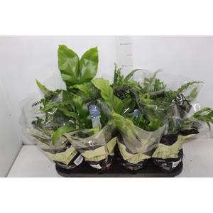 ASPLENIUM VARIADO P14