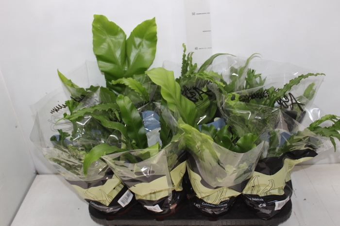 <h4>ASPLENIUM VARIADO P14</h4>
