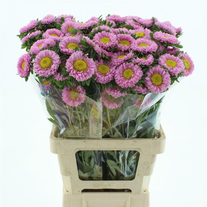 <h4>Callis Mats Pink Super</h4>