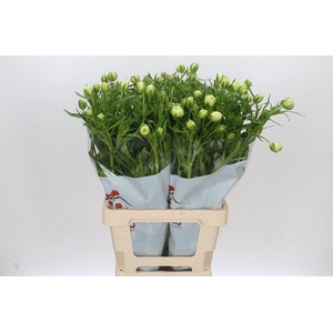 Ranunculus Butterfly Graces