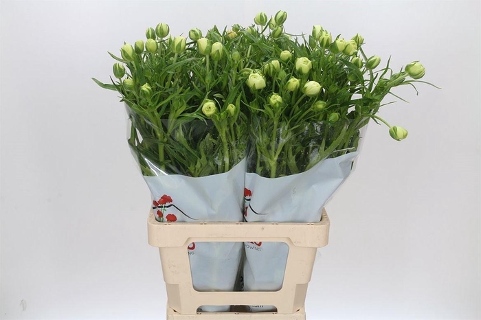 <h4>Ranunculus Butterfly Graces</h4>