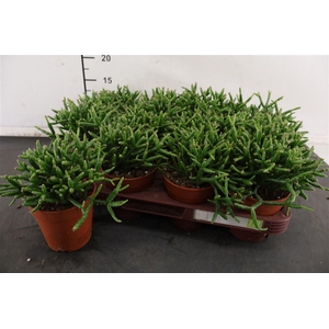 R Rhipsalis 9 Cm. P. Burchellii