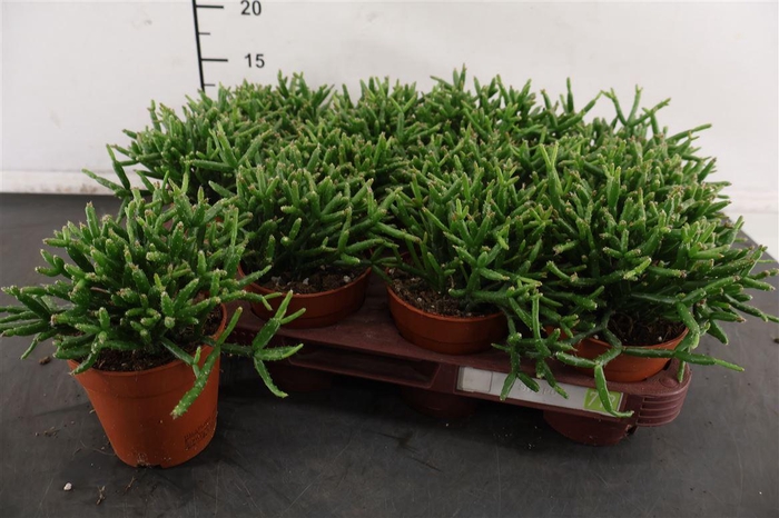 <h4>R Rhipsalis 9 Cm. P. Burchellii</h4>