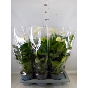 Anthurium  'Karma White'