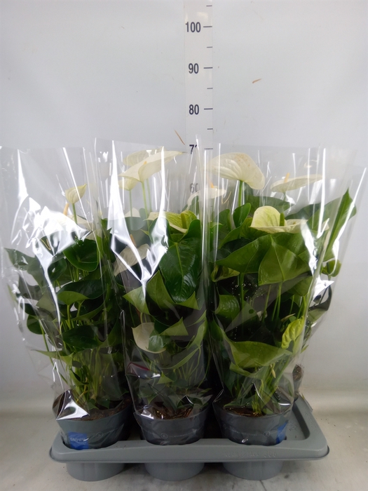 <h4>Anthurium  'Karma White'</h4>