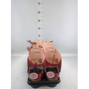 Paeonia lact.   ...mix