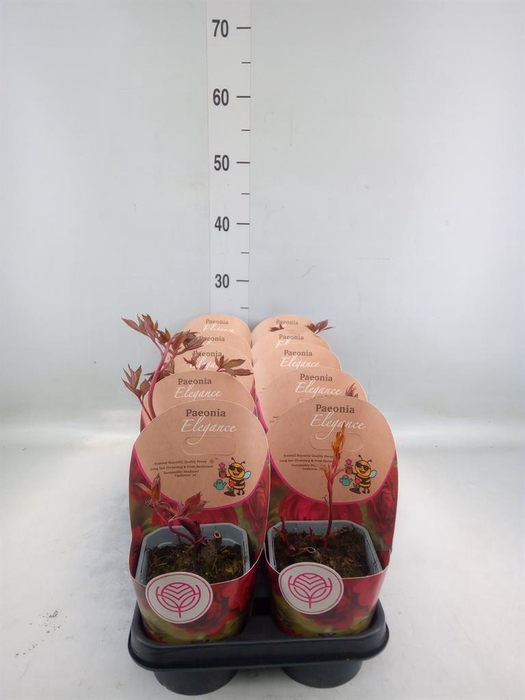 <h4>Paeonia lact.   ...mix</h4>