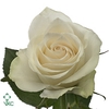 Rosa large athena