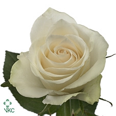 Rosa large athena