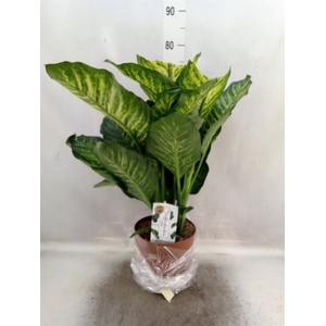 Dieffenbachia