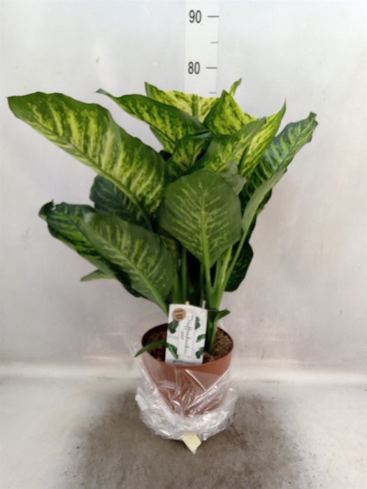 Dieffenbachia