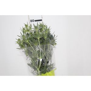 ERYNGIUM 080 CM