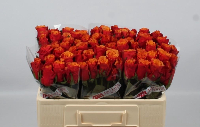 <h4>R GR ESPANA@</h4>