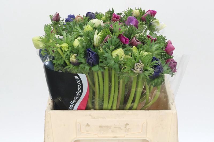 <h4>Anemone Mistral Plus Rainbow Mix</h4>