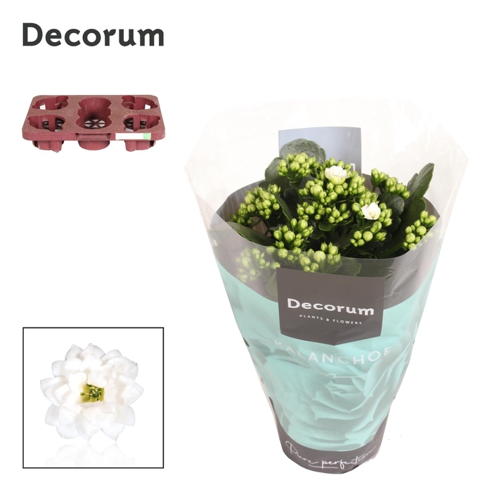 <h4>Kalanchoe Decorum - White</h4>