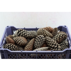 Pinea Maritima Naturel X30 Crate