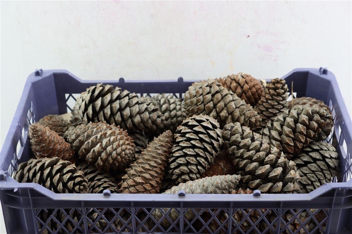 <h4>Pinea Maritima Naturel X30 Crate</h4>