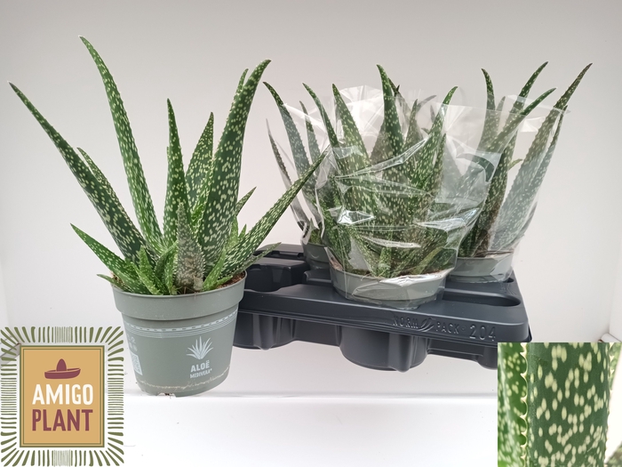 <h4>ALOE VERA</h4>