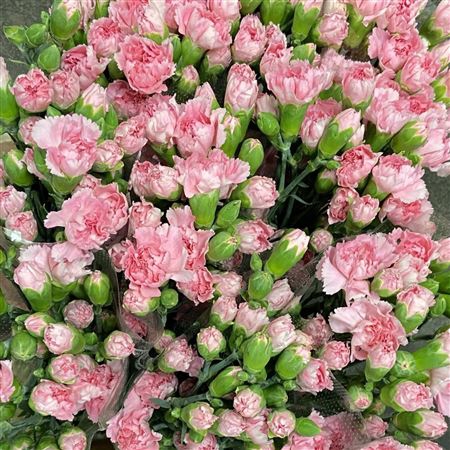 <h4>Dianthus sp ornella</h4>