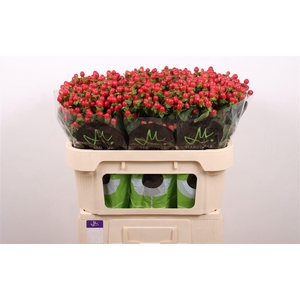 Hyp Tomato Flair Red