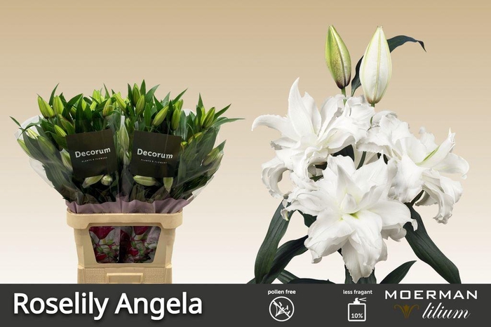 <h4>Lilium or dbl roselily angela</h4>