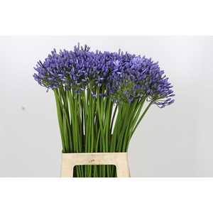 Agapanthus Suzan