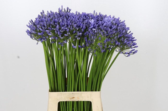 <h4>Agapanthus Suzan</h4>