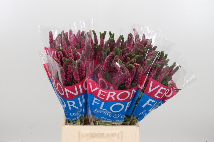 <h4>Veron Smart Iselle</h4>