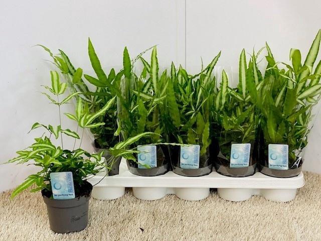 <h4>PTERIS ALBOLINEATA</h4>