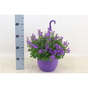 Campanula portenschlagiana