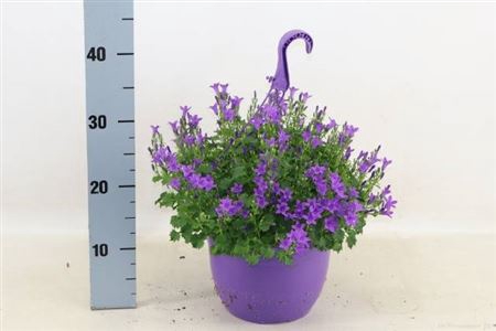 <h4>Campanula portenschlagiana</h4>