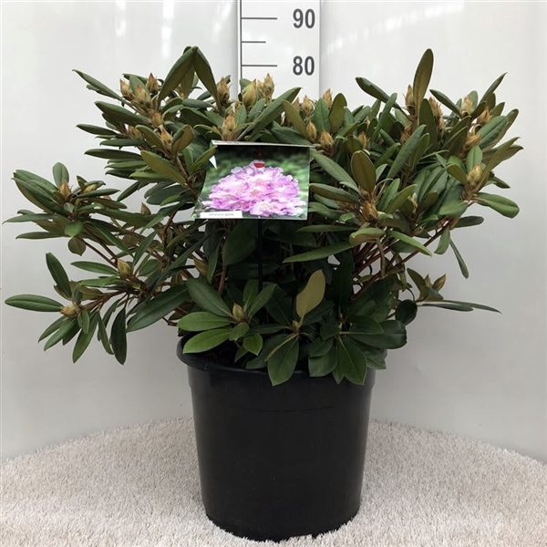 <h4>Rhodo. (Y) 'Carol. Allbrook' pink/purple</h4>