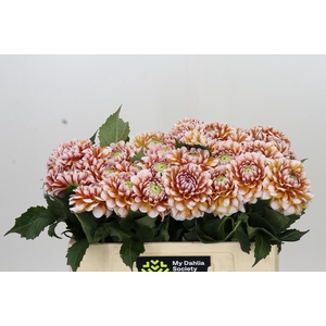 Dahlia Tangarine Dream