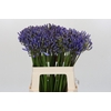 Agapanthus EYFORI Blue