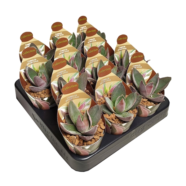 <h4>CRASSULA 'GARNET LOTUS' - POT Ø6,5 - COLLECTION WITH POTCOVER (SUCCULENTEN)</h4>