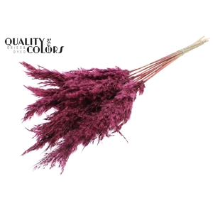 Pampas Grass 70cm 10st/bunch Burgundy