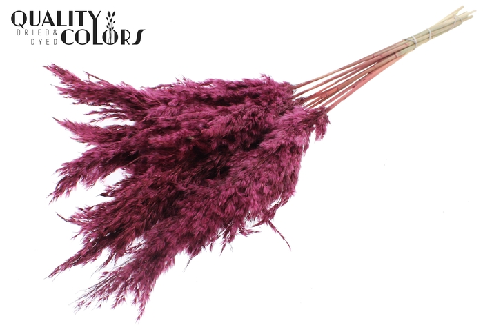 <h4>Pampas Grass 70cm 10st/bunch Burgundy</h4>